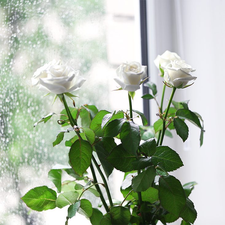 White roses against window